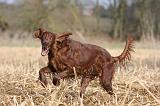 SETTER IRLANDAIS 476